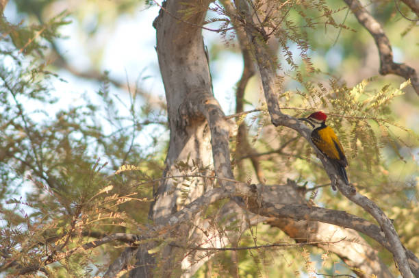 istock Male black-rumped flameback Dinopium benghalense on a branch. 1359964692