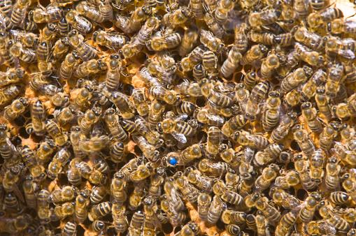 Queen bee (with blue marking) and her bee colony