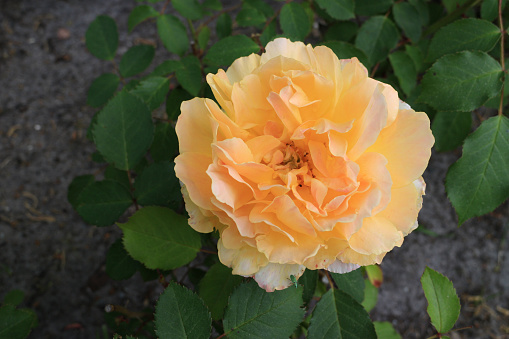 Late Autumn bloom of a yellow rose at the Hunter Valley, NSW, Australia.