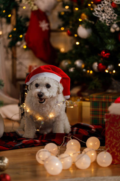 istock Adorable furry Santa with Christmas lights 1359967112
