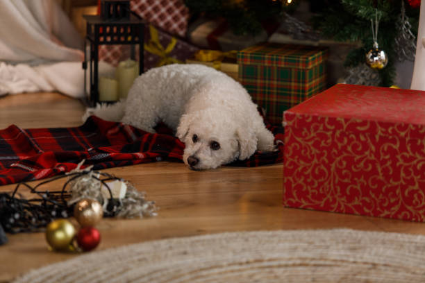 istock Adorable little dog lying under the Christmas tree 1359967114