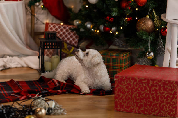 istock Cute dog lying under the Christmas tree, looking up at all the decorations 1359967123