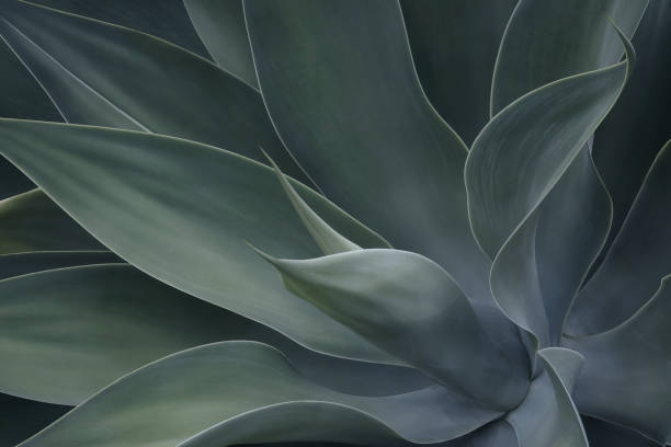 istock Natural Pattern Background of Fox Tail Agave Plant in Blue Tone Color 1359967183