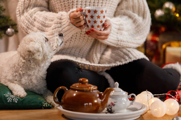 istock Adorable dog lying by his owner while she is enjoying a cup of tea 1359967814