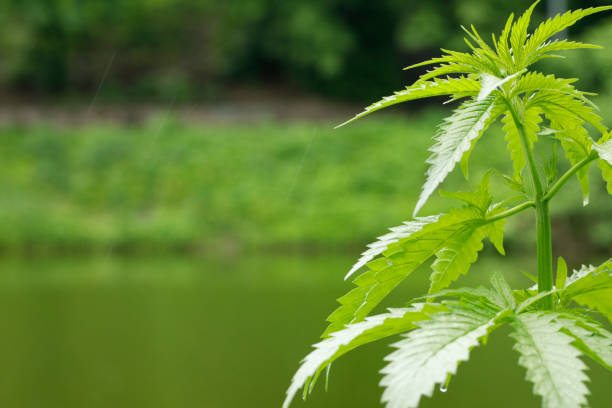 istock Medical cannabis plant selective focus, close up. 1359968797