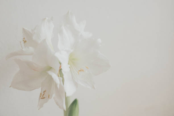 istock White amaryllis flower in white background 1359969390