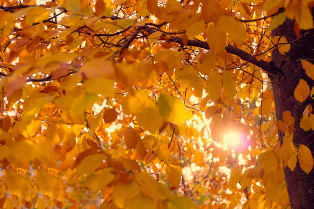 istock Autumn leaves on a tree close up. 1359970350