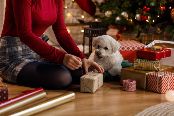 istock Dog watching his owner tie a string around a Christmas presents 1359970493