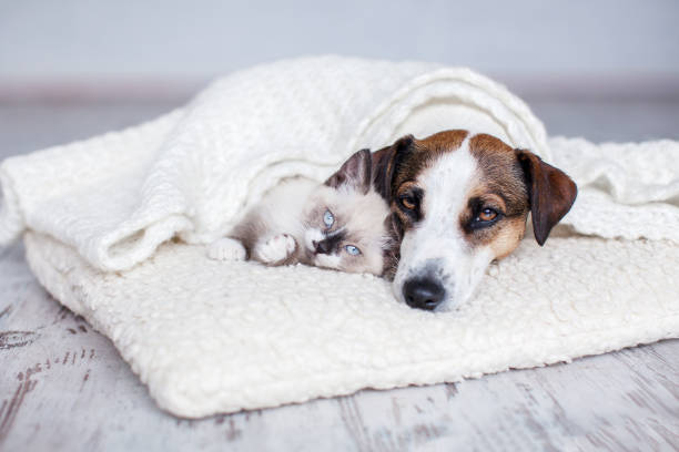 istock Dog and cat sleeping together 1359971804