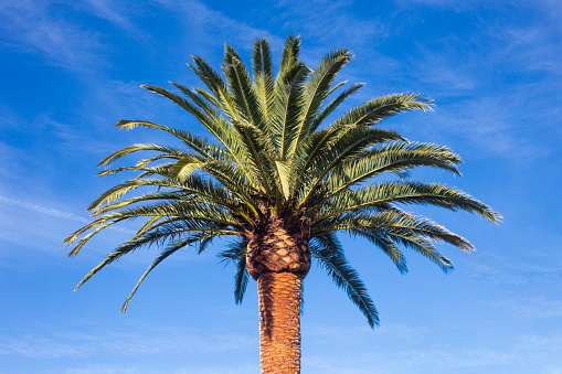 A Freshly pruned palm tree, Phoenix canariensis, sunny day with blue sky. Arecaceae. Liliopsida. horizontal photograph