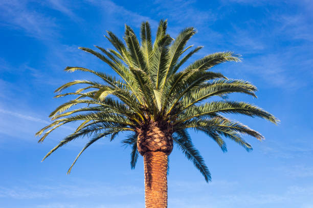 Freshly pruned palm tree, Phoenix canariensis, sunny day with blue sky. Arecaceae. Liliopsida. horizontal photograph A Freshly pruned palm tree, Phoenix canariensis, sunny day with blue sky. Arecaceae. Liliopsida. horizontal photograph date palm tree stock pictures, royalty-free photos & images