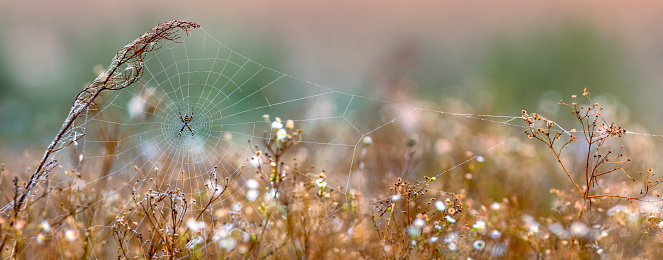 Frozen frost laden cobweb on a rotary drier.