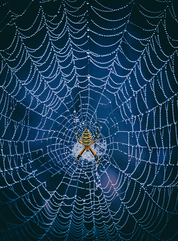 Argiope bruennichi Yellow-black spider in her spiderweb Also known as the wasp spider. Dangerous poisonous arachnid.