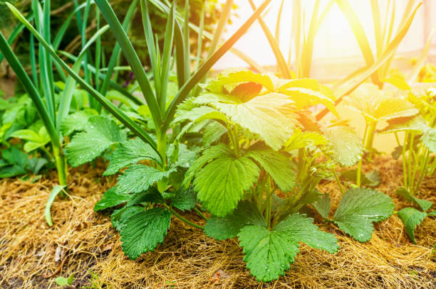 Accompanying planting with strawberries and garlic covered with mulch. Eco-friendly strawberry and garlic garden in the city garden stock photo