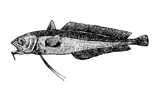 Forkbeard Fish 70+ Hake Fish Drawings Stock Photos, Pictures & Royalty-Free Images ...