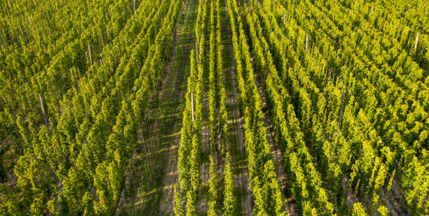 istock Field for growing hops as an agricultural crop. Drone view. 1359974104