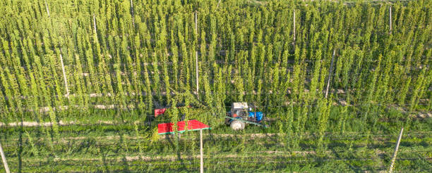istock Harvesting hops tractor with trailer and special equipment. Drone view. 1359974109