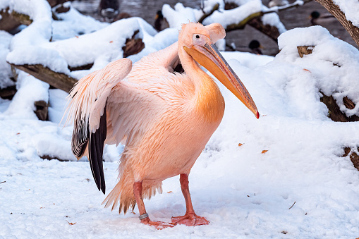 Great White Pelican, Pelecanus onocrotalus, with open wings in winter snow.