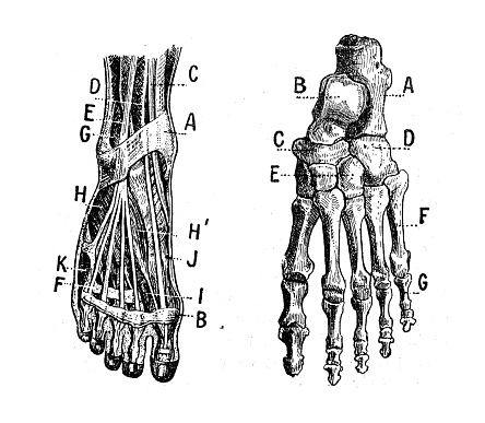 Antique illustration: Foot muscles and bones