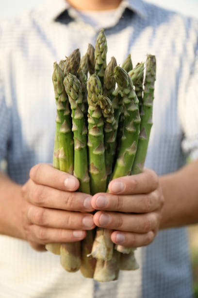 istock Man holding fresh raw asparagus outdoors, closeup 1359975983