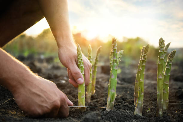 Man picking fresh asparagus in field, closeup Man picking fresh asparagus in field, closeup Asparagus stock pictures, royalty-free photos & images