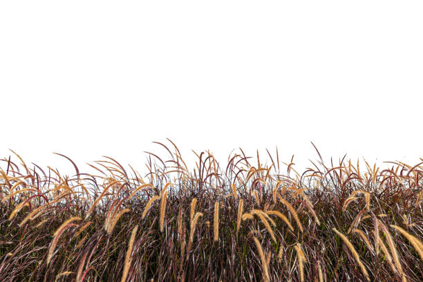 istock grass flowers on a white background,Abstract dry grass flowers, herbs isolated on white background. Common bent grass spikelet flowers wild meadow plants. 1359977934