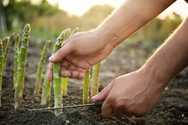 istock Man picking fresh asparagus in field, closeup 1359977943