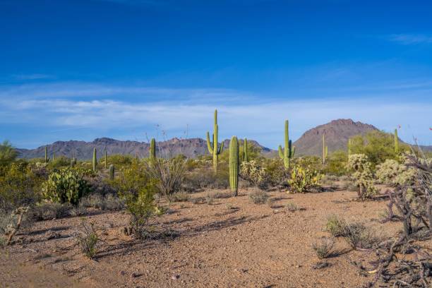 istock A long slender Saguaro Cactus in Saguaro National Park, Arizona 1359978021