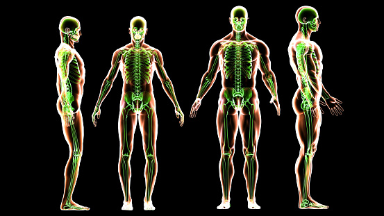 Image of head-to-toe scan of a normal and muscular man body. Comparison of human and super-human body. MRI scanning of the human body skeletal and muscular systems. You can see the animation movie of this image from my iStock video portfolio. Video number: 1359578589