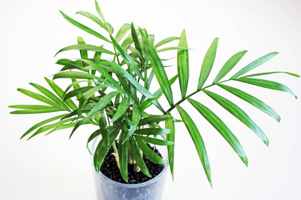 istock Chamaedorea, a small houseplant. 1359978140