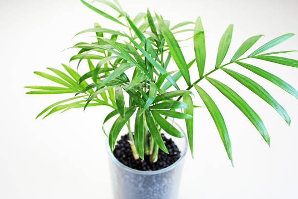 istock Chamaedorea, a small houseplant. 1359978141