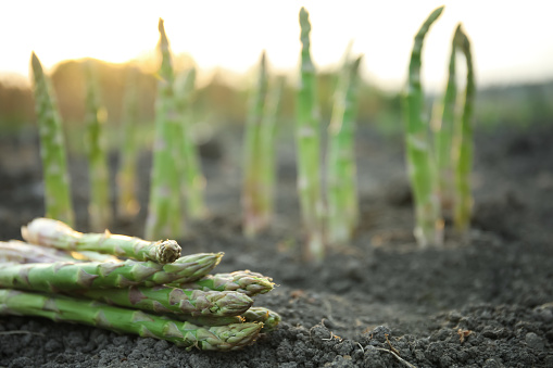 Pile of fresh asparagus on ground outdoors