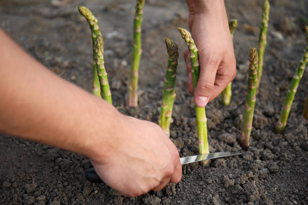 istock Man picking fresh asparagus in field, closeup 1359979411