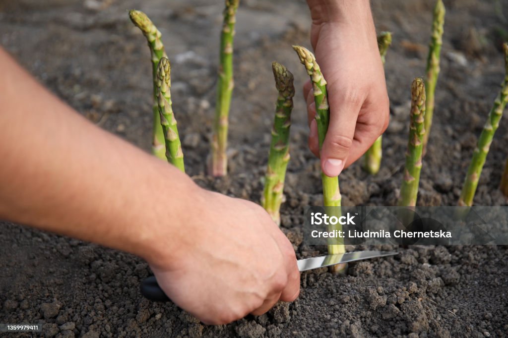 Man picking fresh asparagus in field, closeup Asparagus Stock Photo