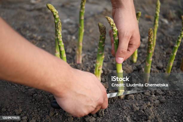 Man Picking Fresh Asparagus In Field Closeup Stock Photo - Download Image Now - Asparagus, Crop - Plant, Harvesting