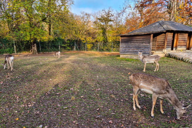 istock Lots of deer in a meadow 1359979659
