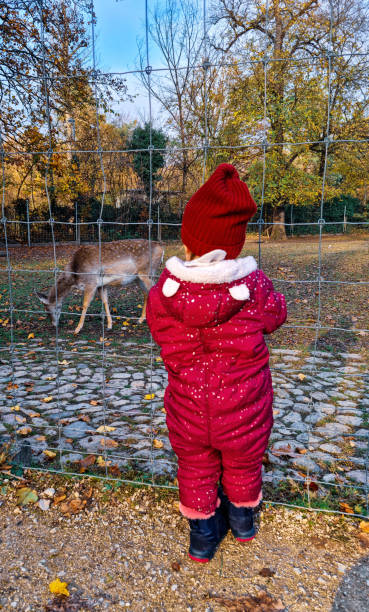 Little girl admires beautiful deer Little girl admires beautiful deer love roe deer stock pictures, royalty-free photos & images