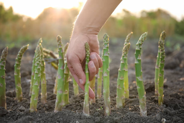 istock Man picking fresh asparagus in field, closeup 1359981324
