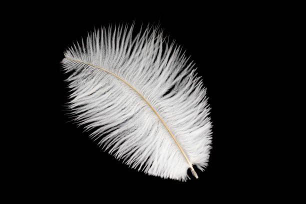 istock white ostrich feather on a black isolated background 1359982598