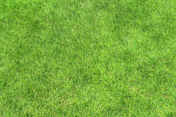 istock Green lawn that was bathed in sunshine. 1359982863