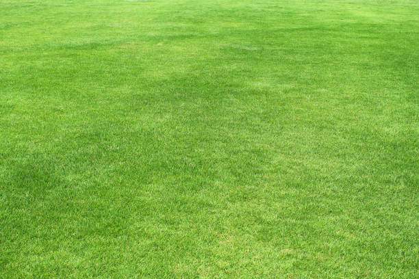 istock Green lawn that was bathed in sunshine. 1359983814