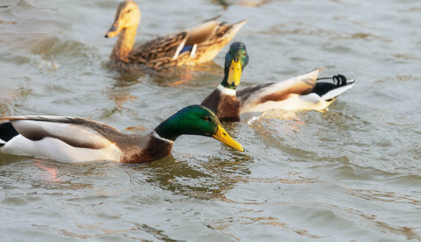 istock Ducks and drakes swimming in a pond together. 1359984593