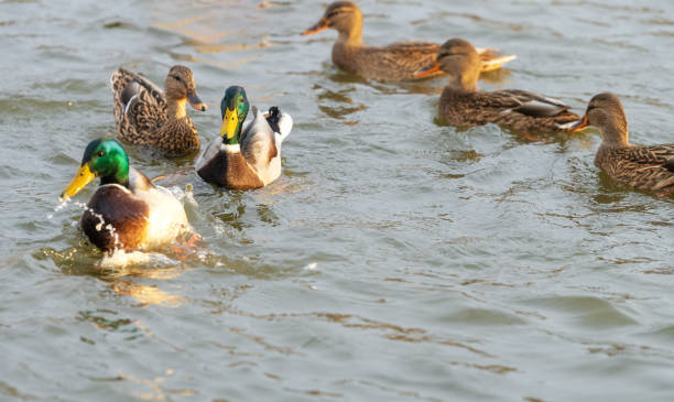istock Ducks and drakes swimming in a pond together. 1359984601