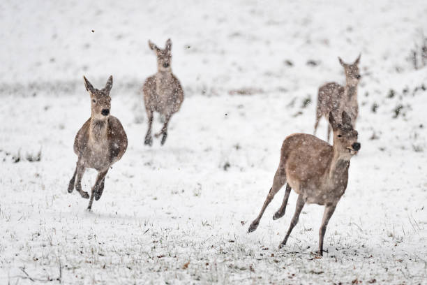Two roe deers (Capreolus capreolus) walking on an agricultural field in winter.