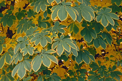 Autumn colors of the foliage of a horse chestnut in late autumn