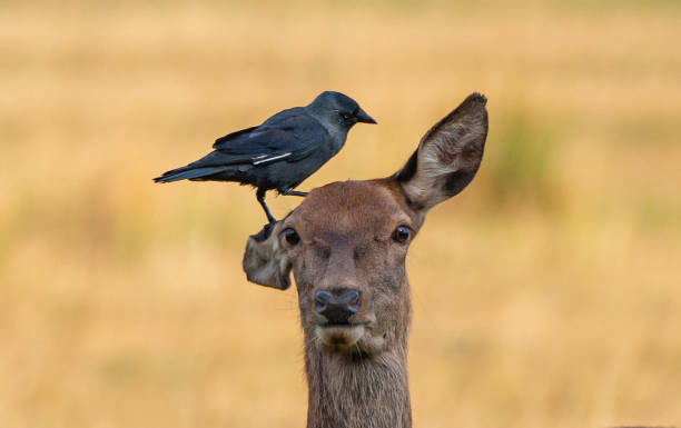 Photo of Deer and the jackdaw