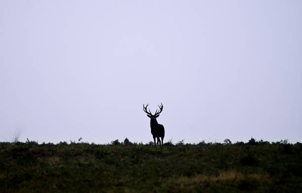 istock Silhouette of a Stag 1359985862