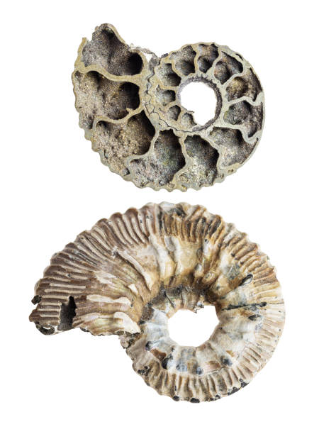 istock set of polished fossilised ammonite shell cutout 1359986884
