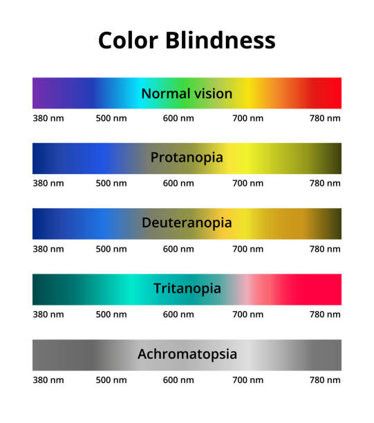 Vector illustration of color blindness or colorblindness. Normal vision, protanopia, tritanopia, deuteranopia, achromatopsia. Decreased ability to see color. Vector illustration of color blindness or colorblindness. Normal vision, protanopia, tritanopia, deuteranopia, achromatopsia. Decreased ability to see color. Color vision deficiency visible spectrum isolated on a white background colorblind stock illustrations