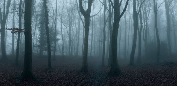 istock Winter Woodland Scene 1359988206